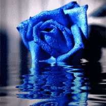 blue_rose.gif