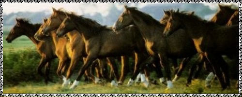 wild_horses.jpg